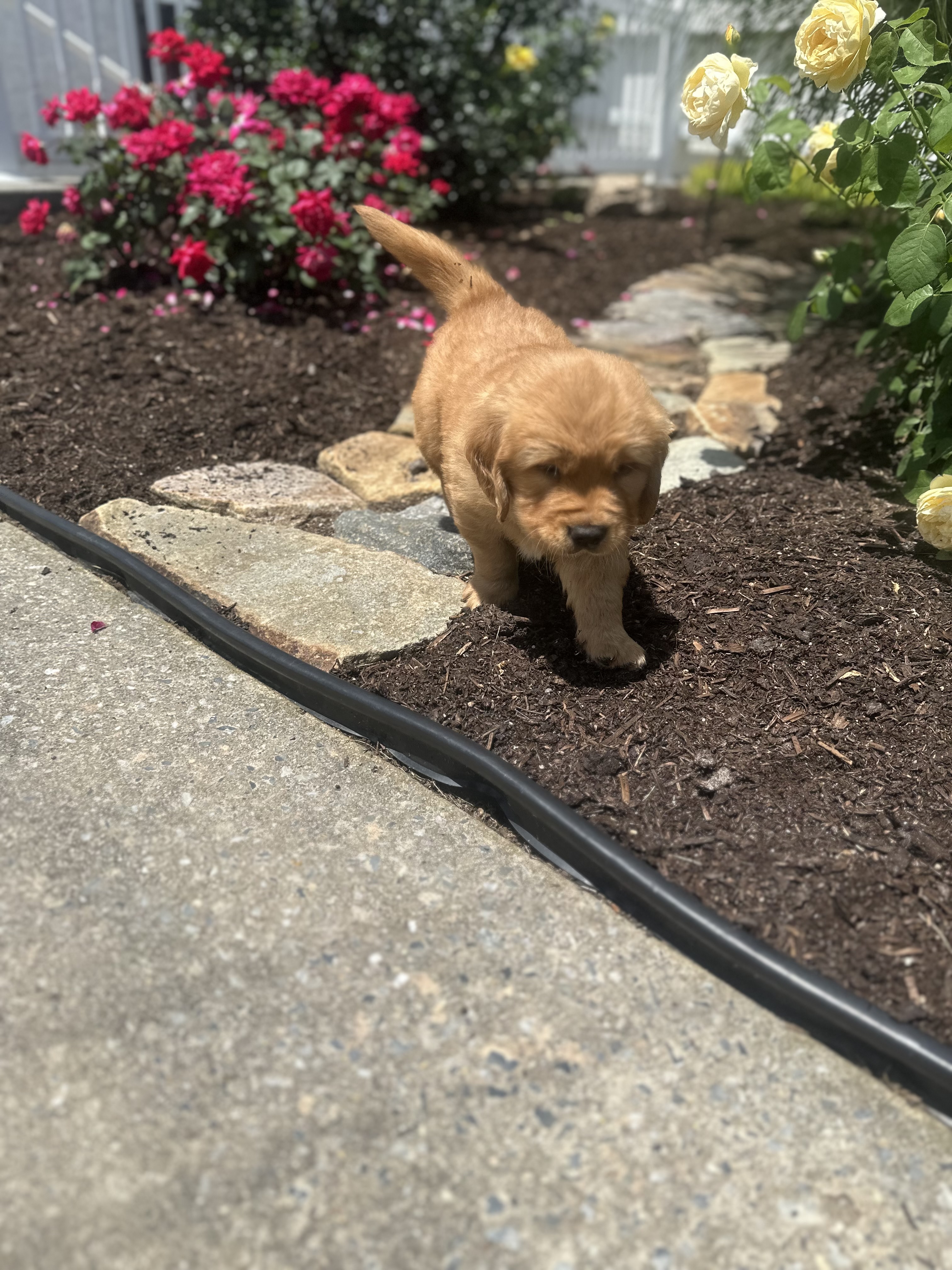 puppy, for, sale, Golden Retriever, Samuel K. Zook, dog, breeder, Honey Brook, PA, dog-breeder, puppy-for-sale, forsale, nearby, find, puppyfind, locator, puppylocator, aca